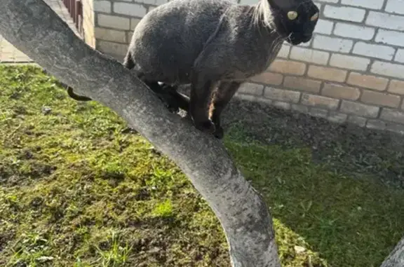 Кошки потеряшки, , фото: Потеряшка кот Феликс, Мичуринский, Московская