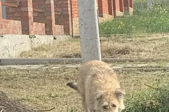 Найдена собака, ул. Бакланова 7, Аксай