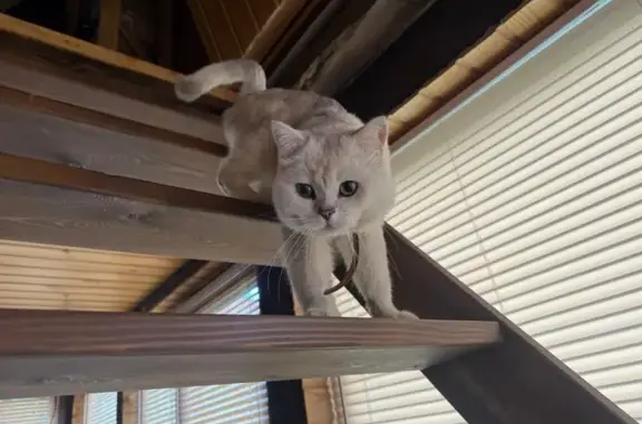 Найдена кошка, Ногинск, МО