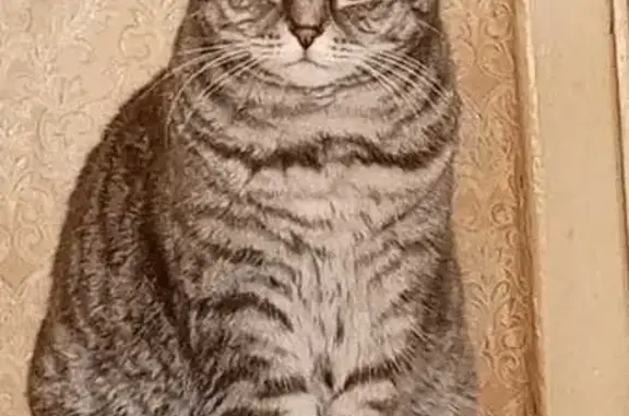 Кошки потеряшки, Оха, фото: Потеряшка кошка, ул. 60 Лет СССР, 36/2