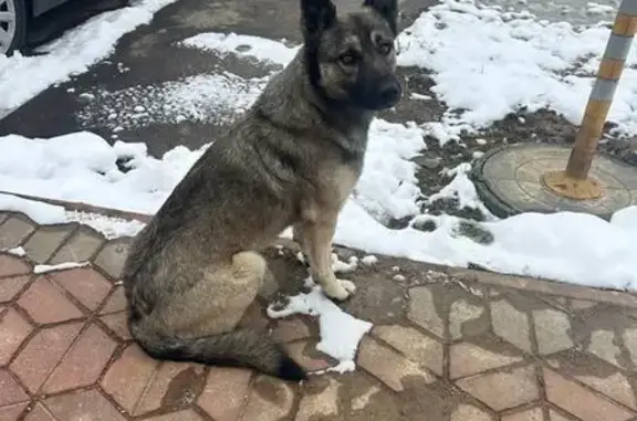 Пропала собака, Поповка, МО