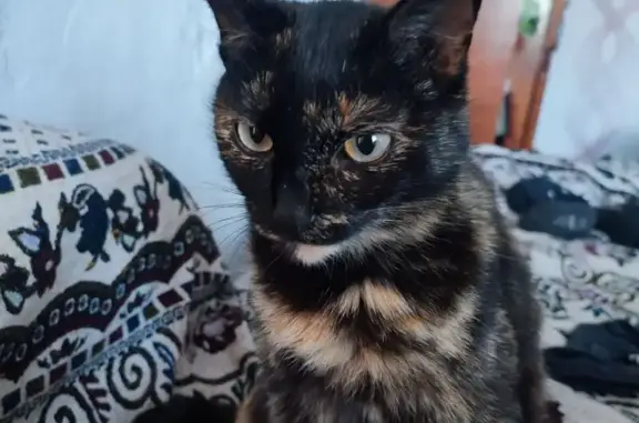 Кошки потеряшки, Чита, фото: Потеряшка кошка, ул. Бутина 2, Чита