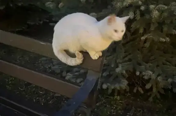 Пропала кошка, ул. Я. Фабрициуса, 5а, Псков