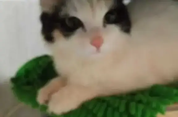 Найдена кошка, Октябрьский (Московская обл.) (Москва и Московская обл.), фото: Кошка найдена: мкр. 34, 25, Октябрьский