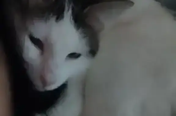 Пропала кошка, Клубный пер., 19А, Невинномысск