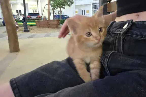 Найдена кошка, Краснодар, фото: Кошка найдена, Садовое кольцо 11, Краснодар