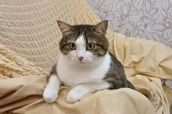 Пропала кошка, ул. Железняка 5, Керчь