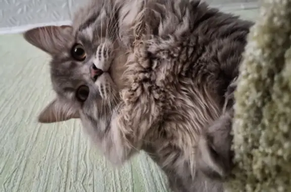 Пропал сибирский кот, аллея Ильича, 47