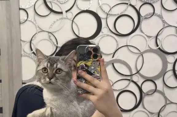 Объявления о пропавших и найденных животных, Красноярск, фото: Пропала кошка, ул. 26 Бакинских, 11