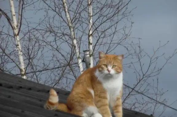Кошки потеряшки, Новая Мельница, фото: Потеряшка кошка, Центральная ул., Новая Мельница