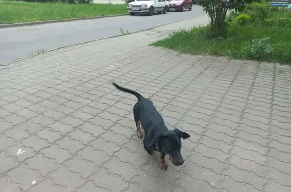 Найдена собака, , фото: Такса найдена в районе Гришина, Могилёв