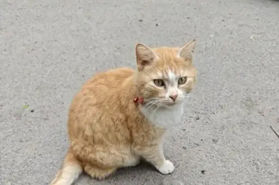 Найдена кошка, Брянск, фото: Кошка найдена на Емлютина 38, Брянск