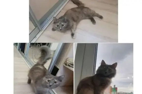 Кошка найдена: ул. Ураксина, 1, Уфа