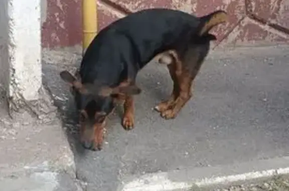 Найдена собака, Омск, ул. Кирова, 10