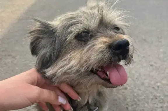 Найдена собака, Майма, фото: Найдена собака на Подгорной, 79, Майма