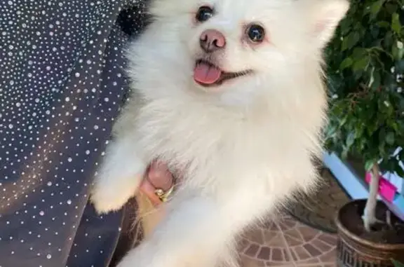 Найдена собака, Севастополь, фото: Шпиц найден: ул. Военных Строителей, 43