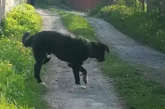 Собака найдена на ул. Авиатор1, 5