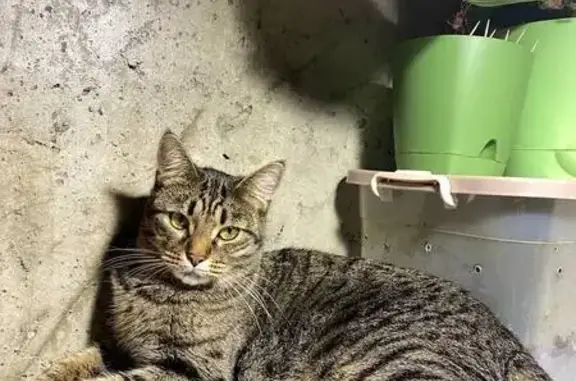 Кошки потеряшки, Нижегородская область, фото: Потеряшка кошка в Зеленом городе, Нижегородская обл.