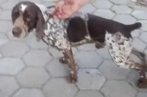 Объявления о пропавших и найденных животных, Смоленская область, фото: Найден кобель, Ясная Поляна, Смоленск