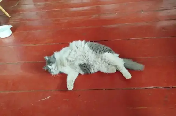 Пропала кошка, ул. К. Маркса, 59, Сарапул