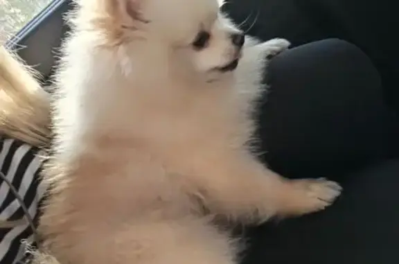 Собака найдена: 1-й Мусоргского пр., 58, Пенза