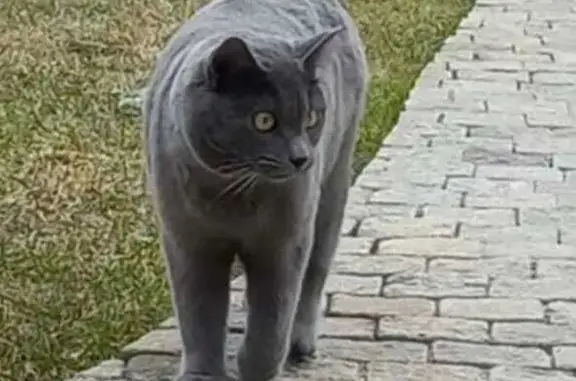 Пропала кошка, Брыково, МО