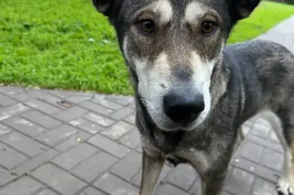 Найдена собака, Омск, ул. 70 лет Октября, 4