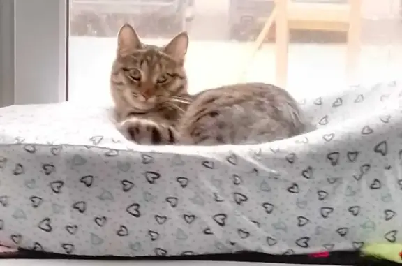 Пропала кошка, пр. Космонавтов, 58 к.1