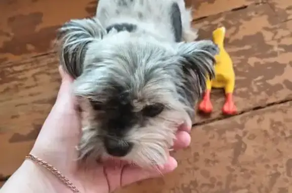 Собака найдена: 2-й пер. С. Лазо, 48, Ульяновск