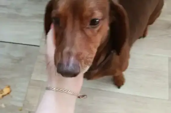 Собака найдена: Фестивальная, 30, Дзержинск