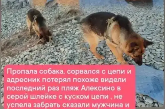 Пропала собака, ул. Рыбацкая, 6, Новороссийск
