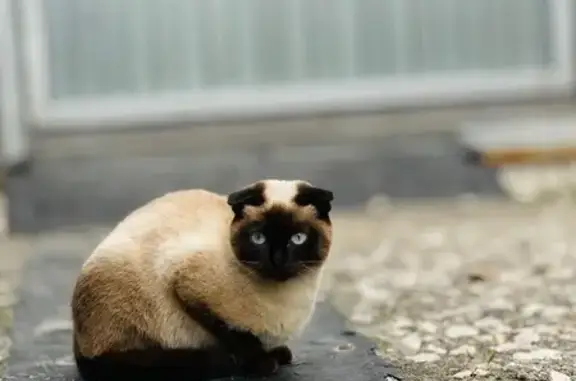 Пропала кошка, Маяк, Рязанская обл.