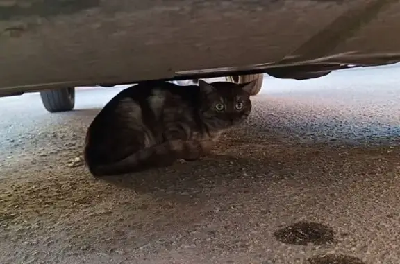 Найдена кошка, Брянск, фото: Кошка на Авиационной, 10, Брянск