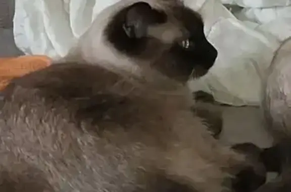 Пропала кошка, ул. Советская, 1, Борисоглебск
