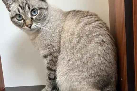 Пропала кошка, ул. Маяковского, 1, Гусь-Хрустальный