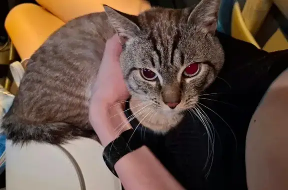 Кошка найдена: ул. Карамзина, 22, Крск