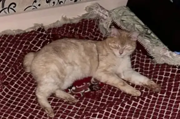 Кошки потеряшки, Сокол, фото: Потеряшка кошка, ул. Железнодорожная 25