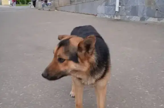 Найдена собака, ул. Николаева, 2Д, Чебоксары