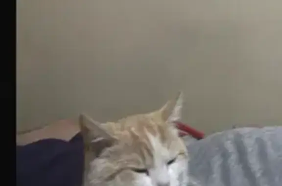 Потерянные животные Оренбург, фото: Пропала кошка, Донгузская 10, Оренбург