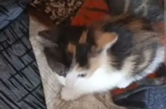 Пропала кошка, ул. Ногина, 5, Камешково