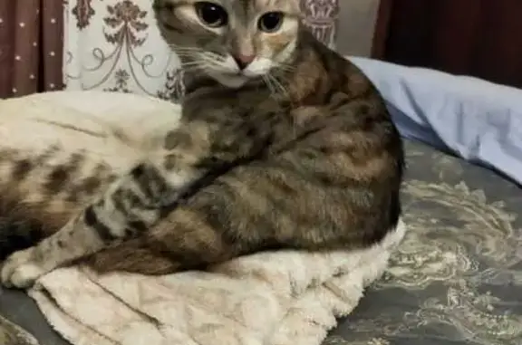 Пропала кошка, Чешихинский пр-д, 4с1
