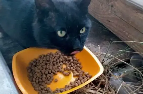 Кошка найдена в зеленой зоне, МО