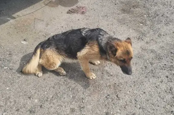 Найдена собака, Кстовский муниципальный округ, фото: Собака найдена на Садовой, 133