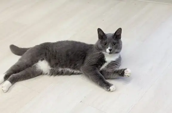 Потерянные животные Тверь, фото: Пропала кошка, ул. Левитана 56, Тверь