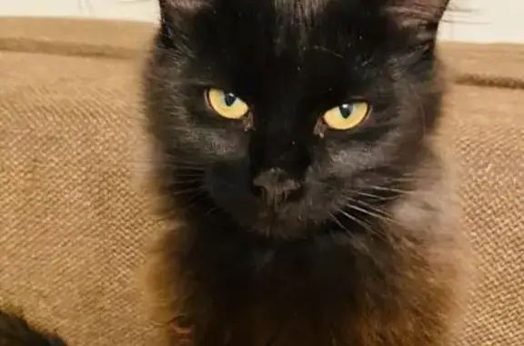 Кошки потеряшки, Дивногорск, фото: Потеряшка кот Стивен, ул. Дуговая, 10а