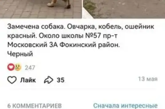 Пропала овчарка в Большом Полпино
