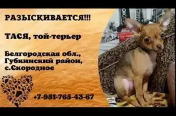 Пропала собака, Победы 41, Скородное