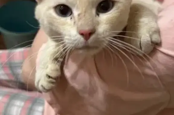 Кошка найдена: ул. Гвардейская, 35, Казань