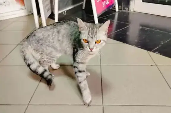 Кошка найдена у ТЦ Пушкинский, Вятка 111