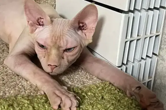 Кошки потеряшки, Алеканово, фото: Потеряшка кошка, Полевая ул. 34б, Алеканово